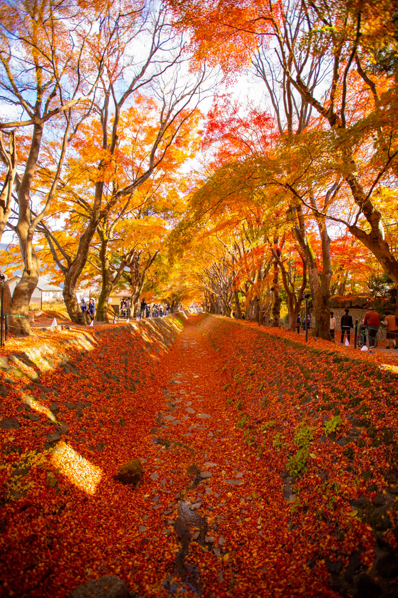 Fujikawaguchiko Autumn Leaves Festival　©JNTO