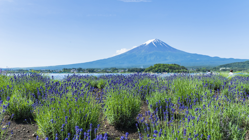 Lavender in Oishi Park and view of Mt.