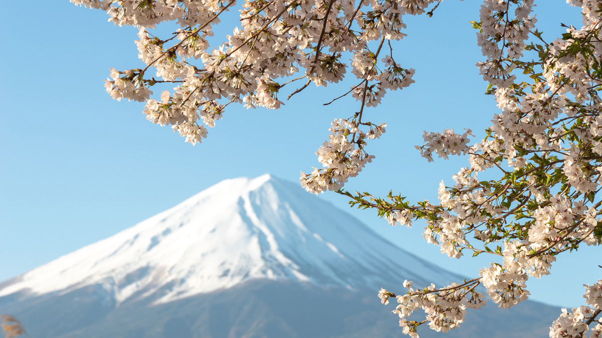 View of Mt. Fuji (Spring)