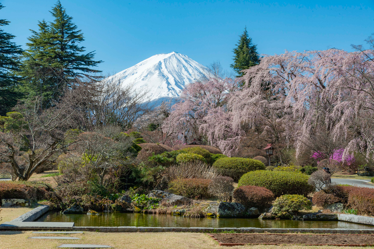 View of Mt. Fuji (Spring)